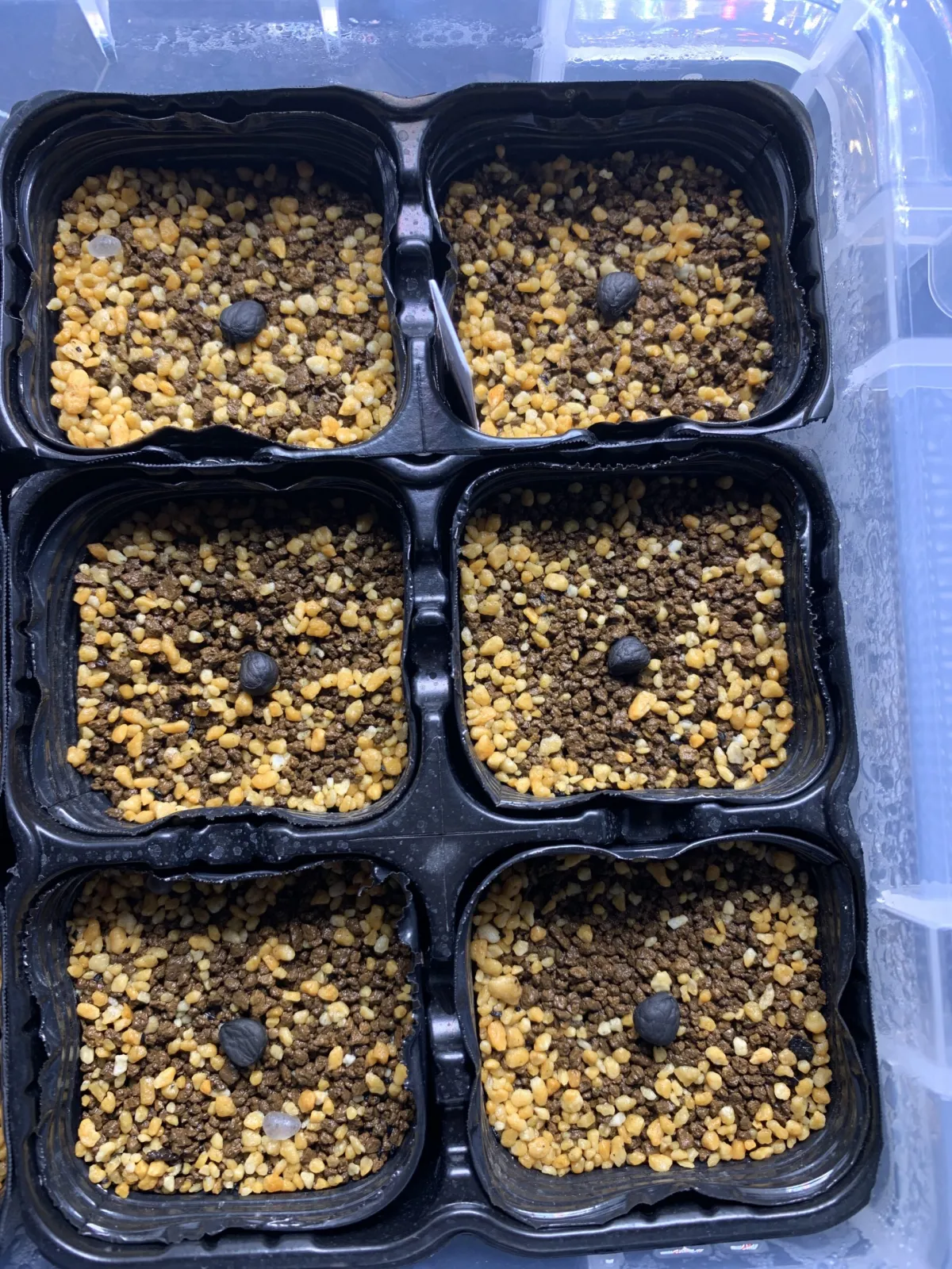 Yucca filifera (ユッカ フィリフェラ)