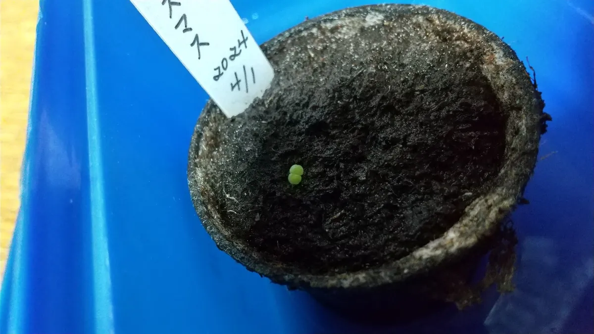 Echeveria lutea Phantasma (エケベリア ルテア ファンタズマ)