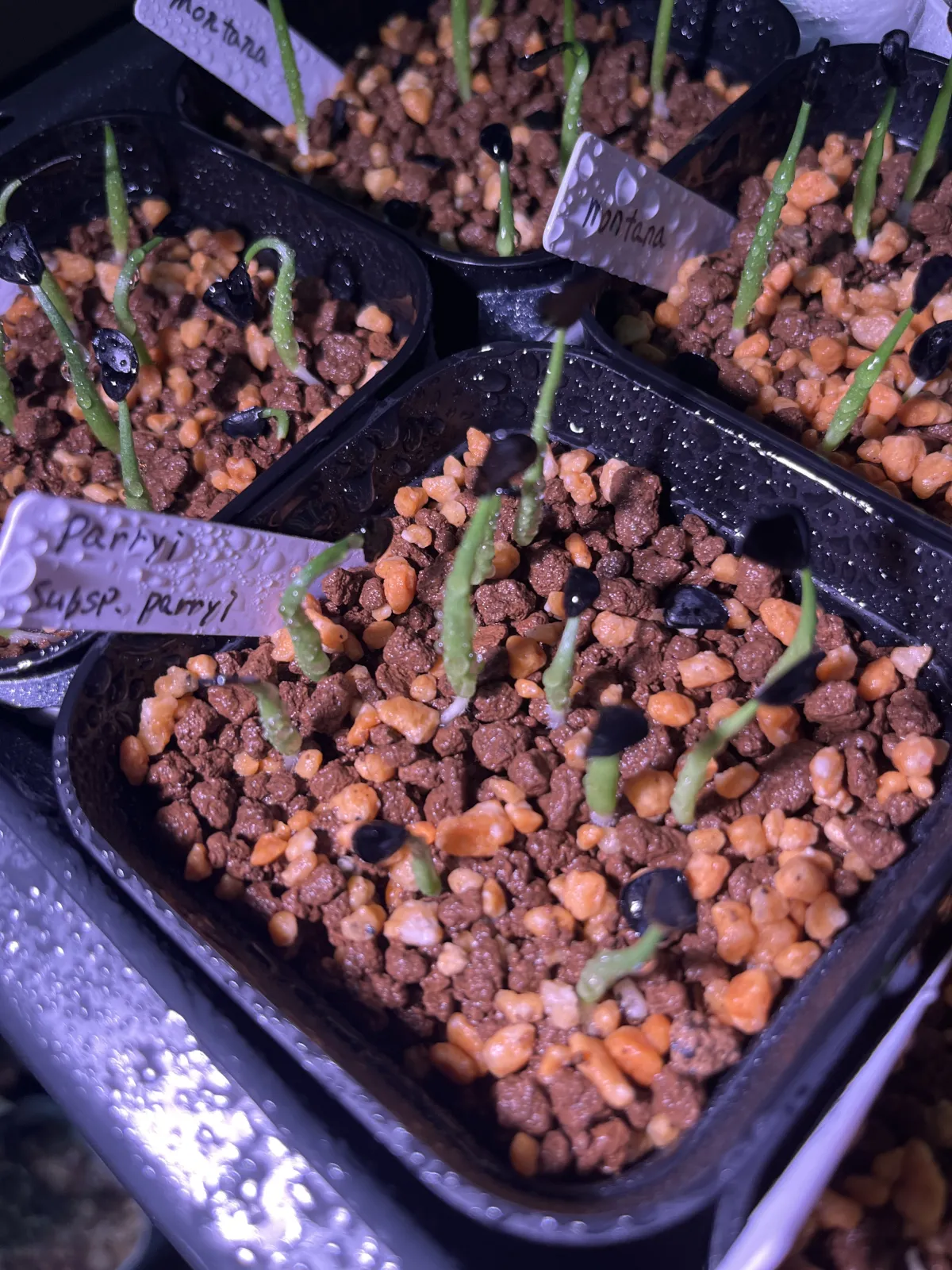 Agave parryi subsp. parryi (アガベ パリー)