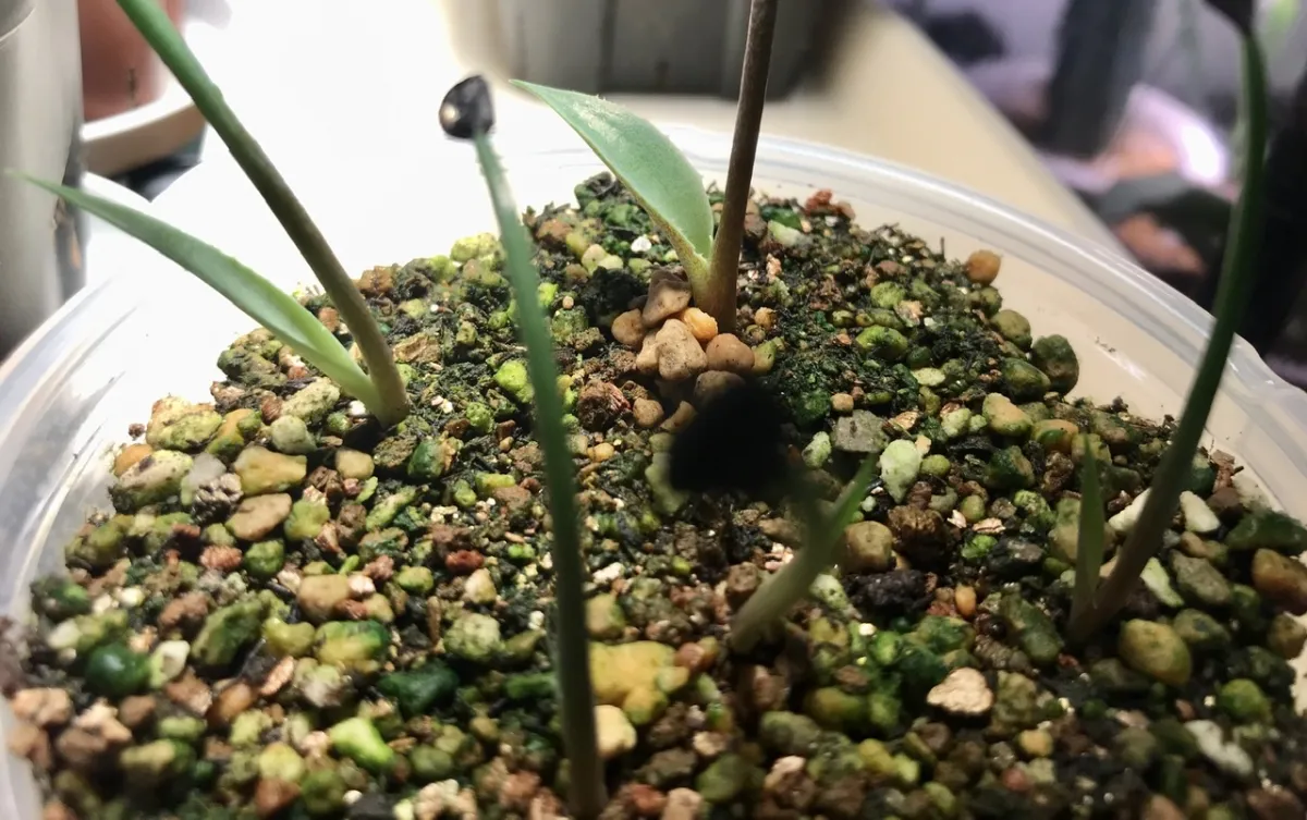 Agave durangensis (アガベ ドゥランジェンシス)