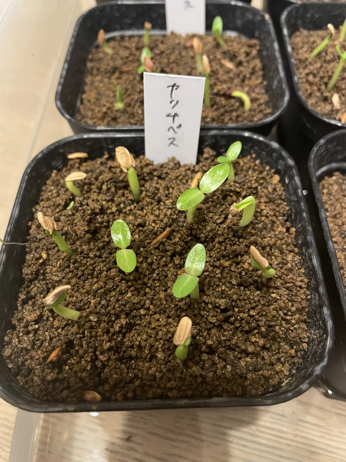 Pachypodium rosulatum ssp. cactipes (パキポディウム カクチペス)