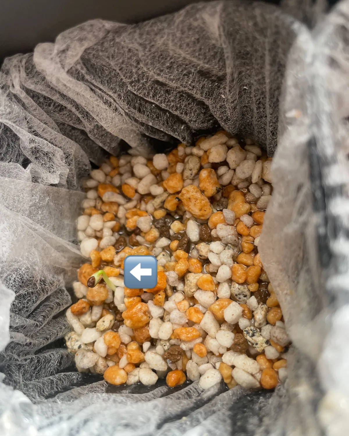 Euphorbia polygona (ユーフォルビア ポリゴナ)