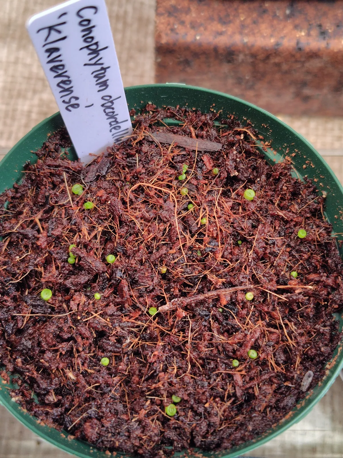 Conophytum obcordellum subsp. obcordellum (コノフィツム クラベレンセ)