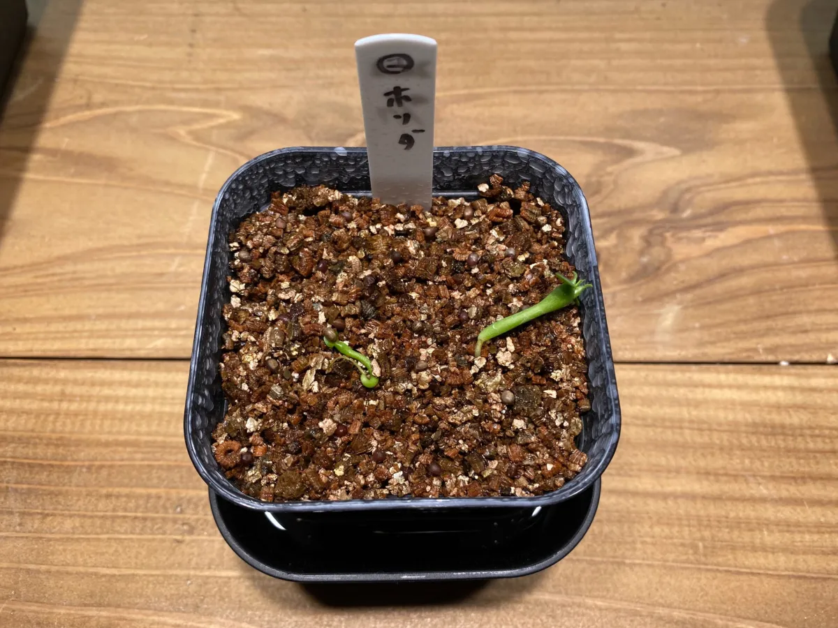 Euphorbia horrida var. norveldensis (ユーフォルビア ホリダ ノーベルデンシス)