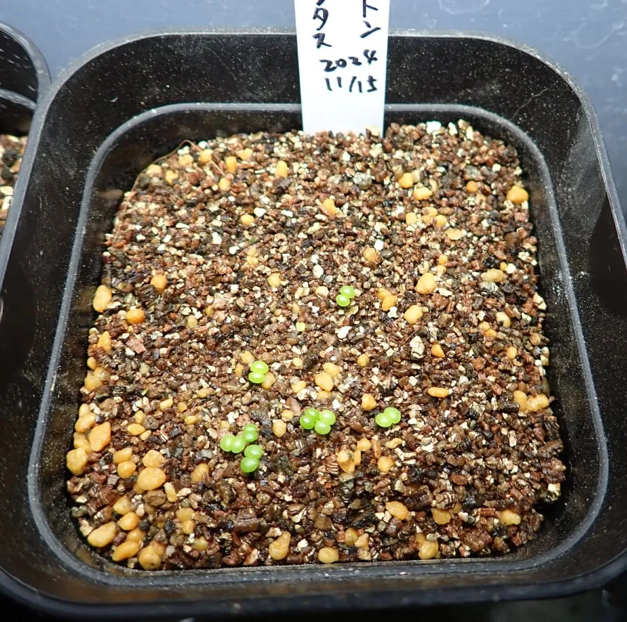 Tylecodon reticulatus subsp. reticulatus (ティレコドン レティクラタス)