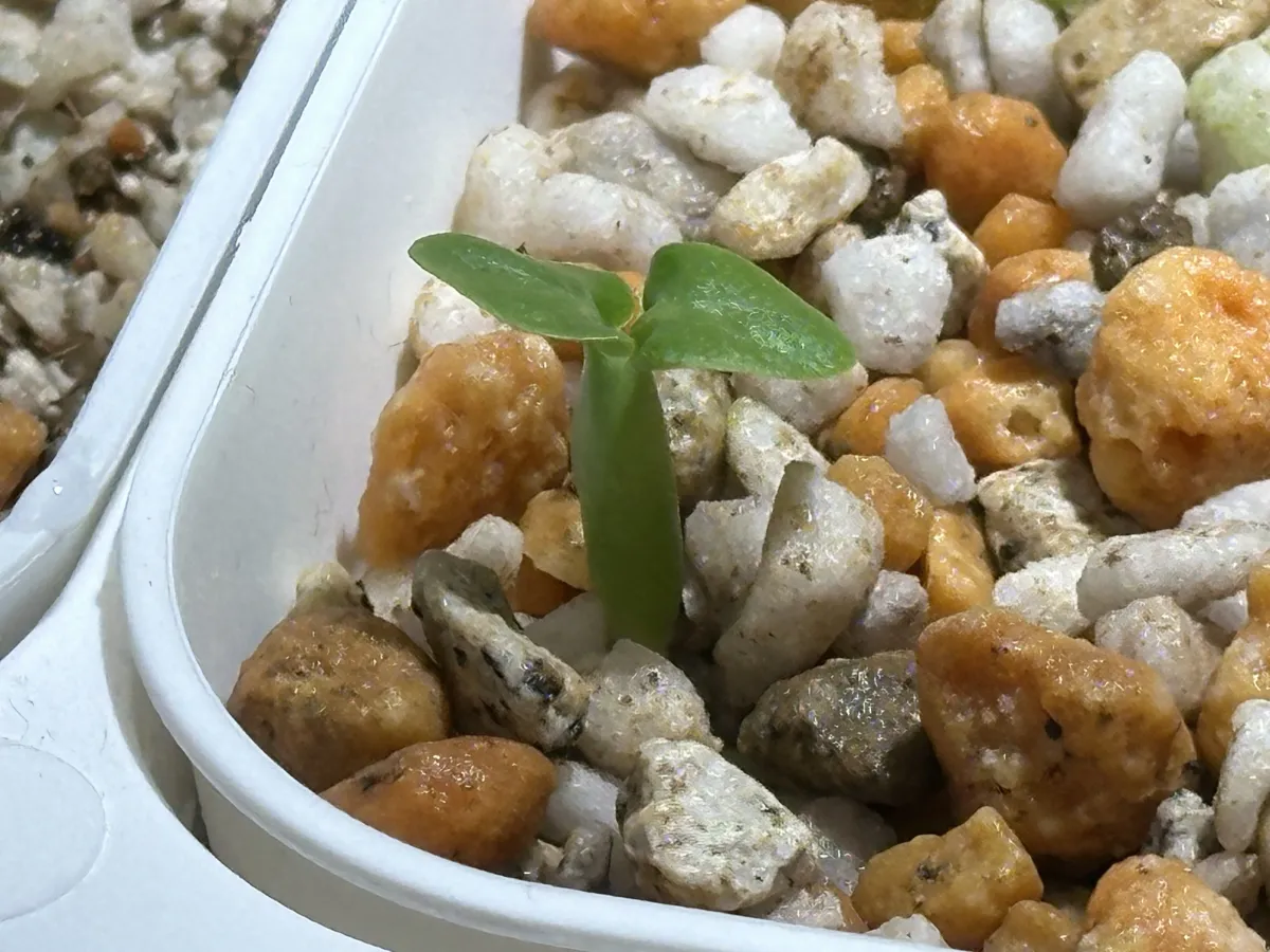 Fockea edulis (フォッケア 火星人)