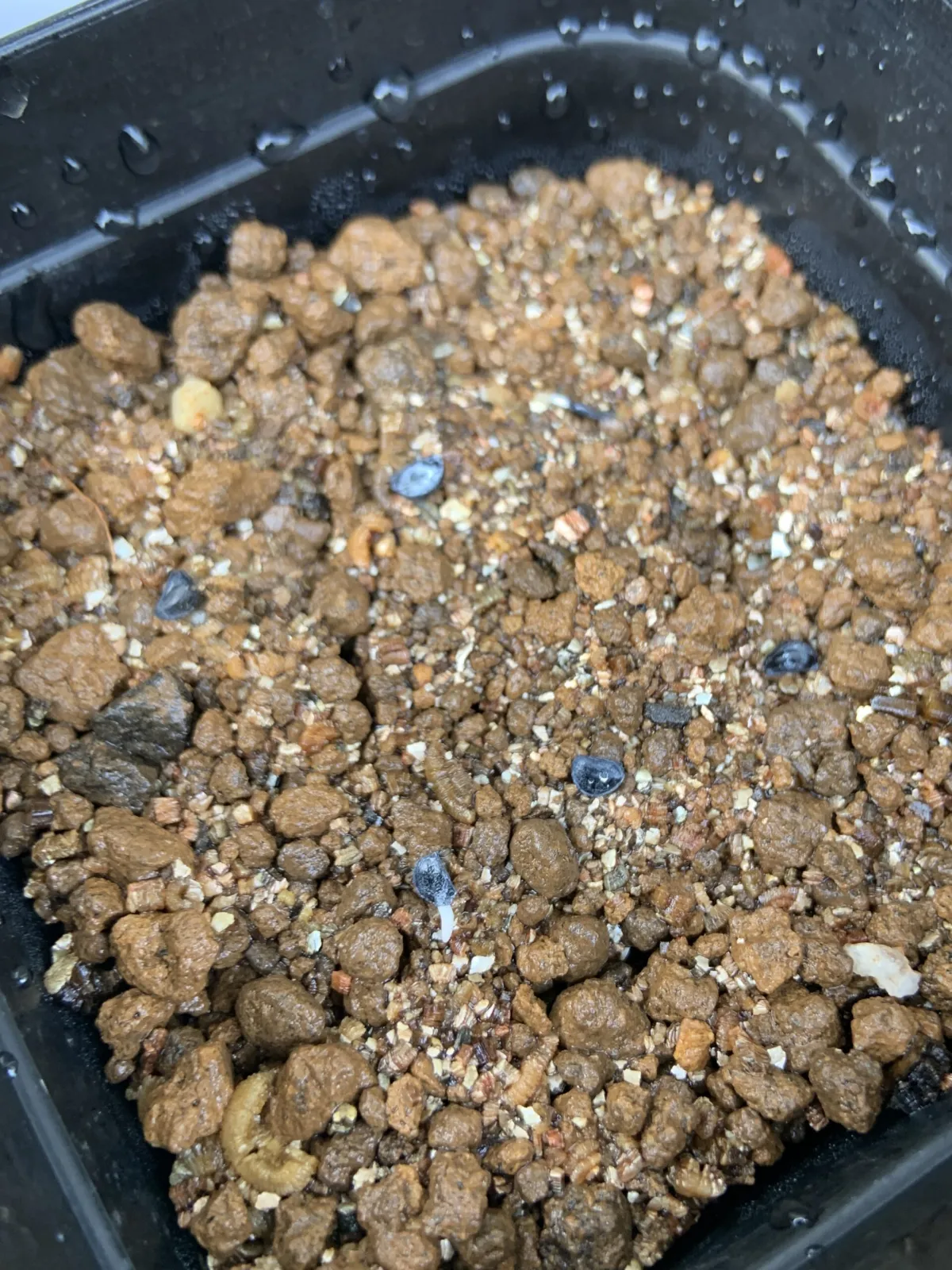 Agave titanota 'Blue' (アガベ チタノタブルー)