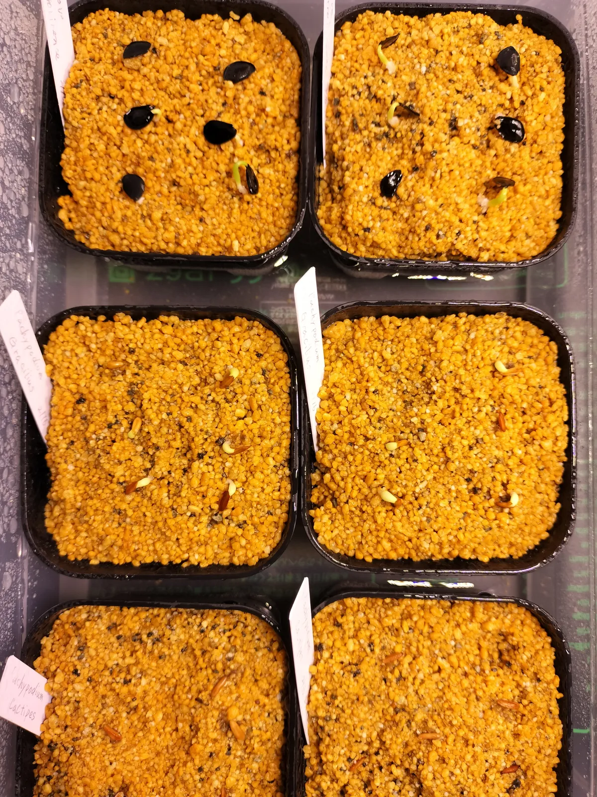 Pachypodium rosulatum var. gracilius (パキポディウム グラキリス)