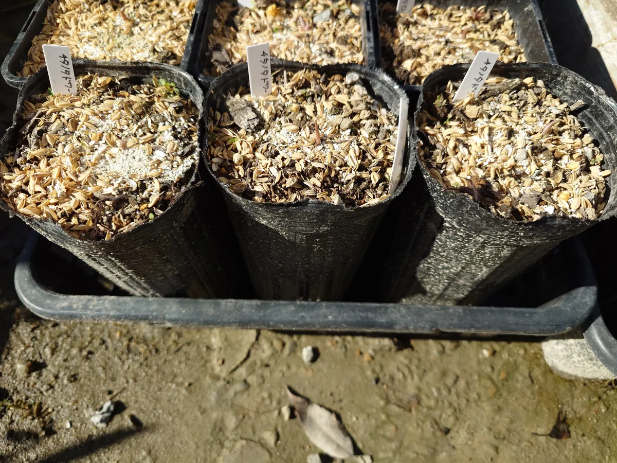 Agave titanota (アガベ チタノタ ドワーフ)