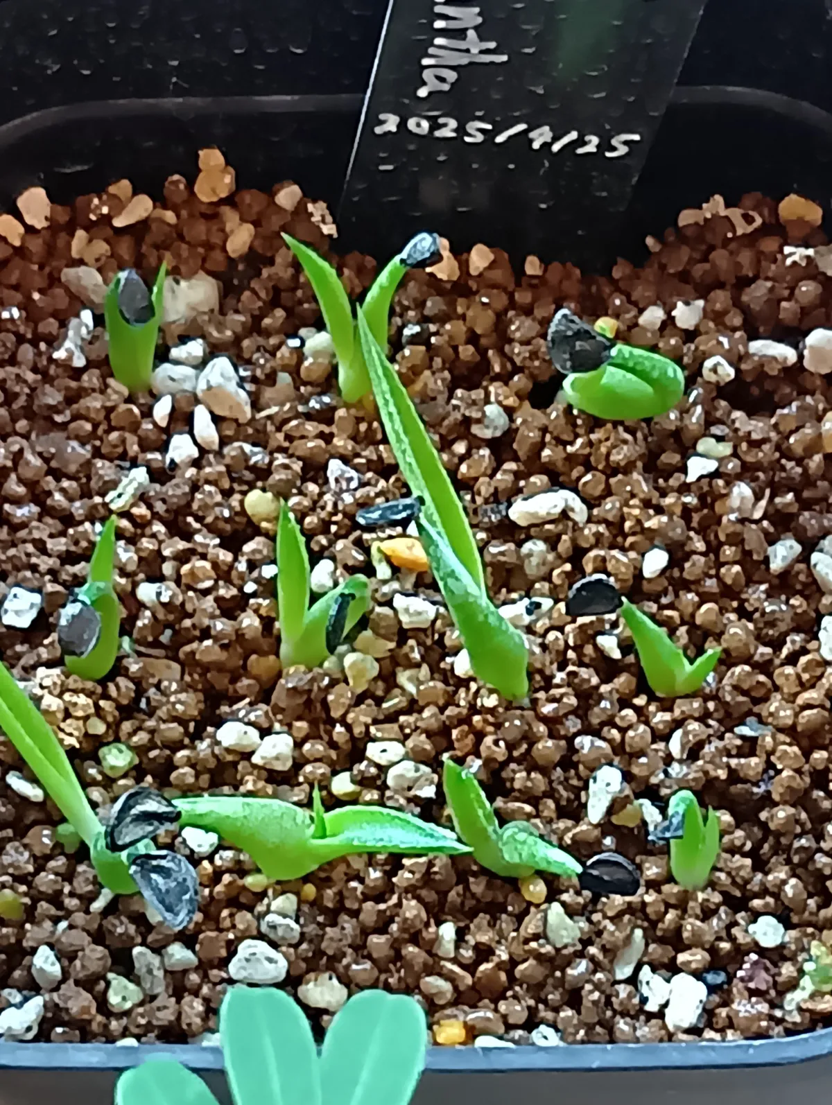 Agave xylonacantha (アガベ キシロナカンサブルー)