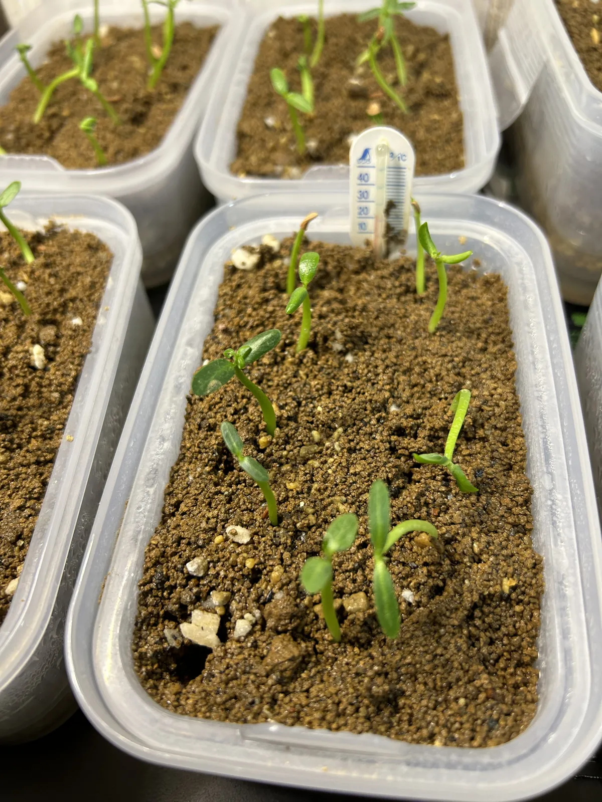 Pachypodium rosulatum var. gracilius (パキポディウム グラキリス)