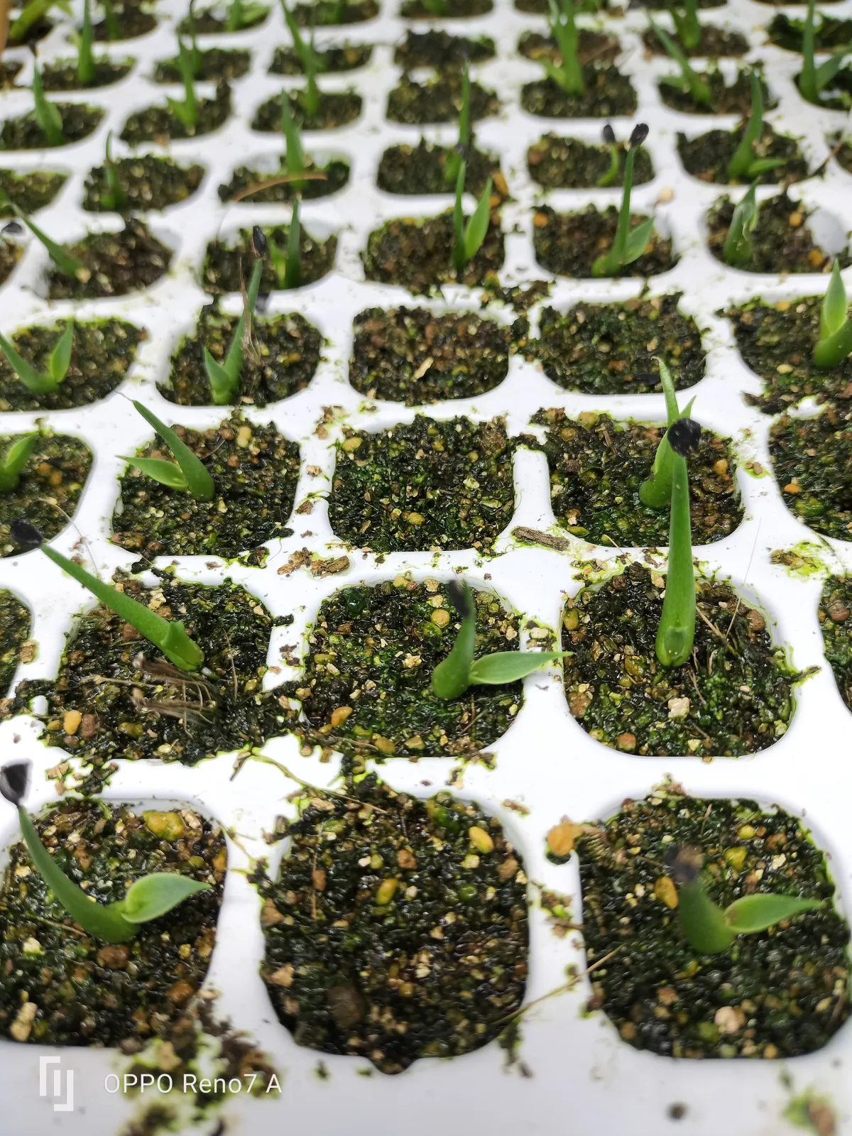 Agave utahensis var. eborispina 'Hayford' (アガベ エボリスピナ ヘイフォード)