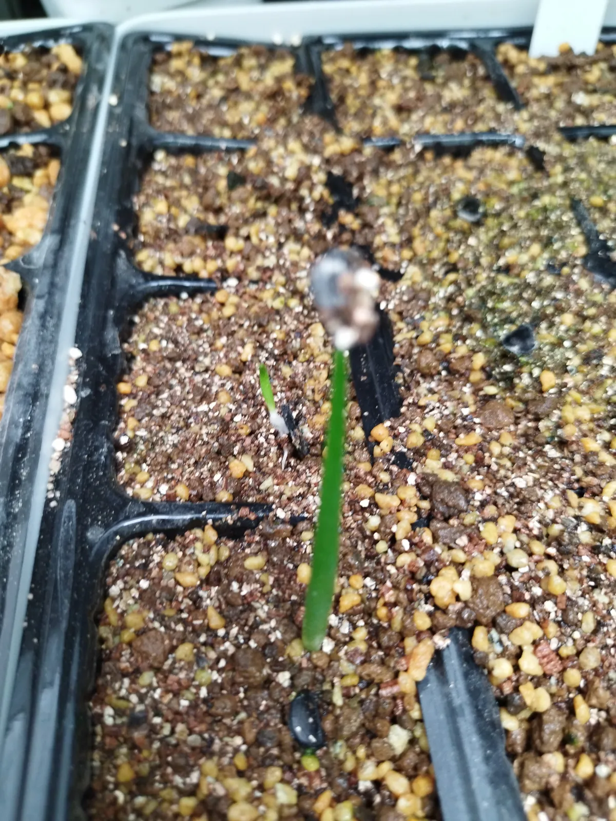 Agave gentryi (アガベ ジェントリー)