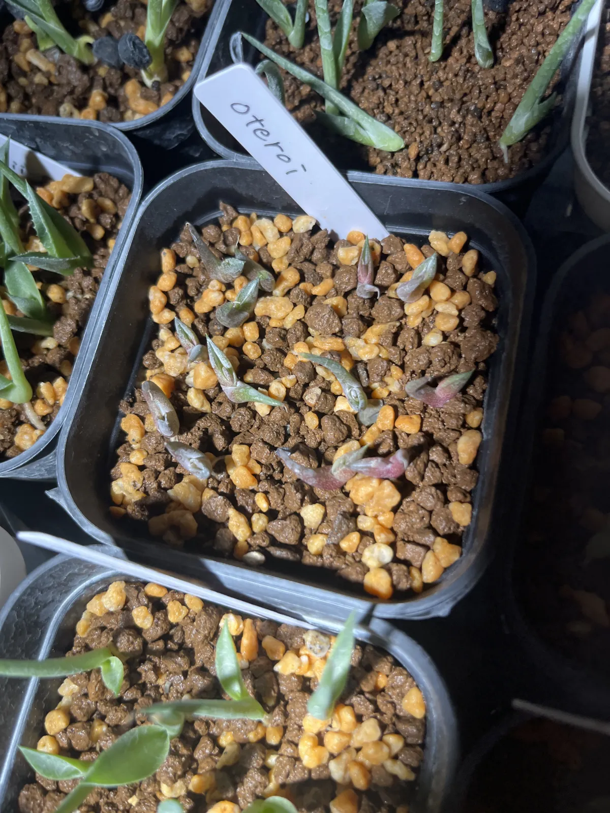 Agave oteroi (アガベ オテロイ)