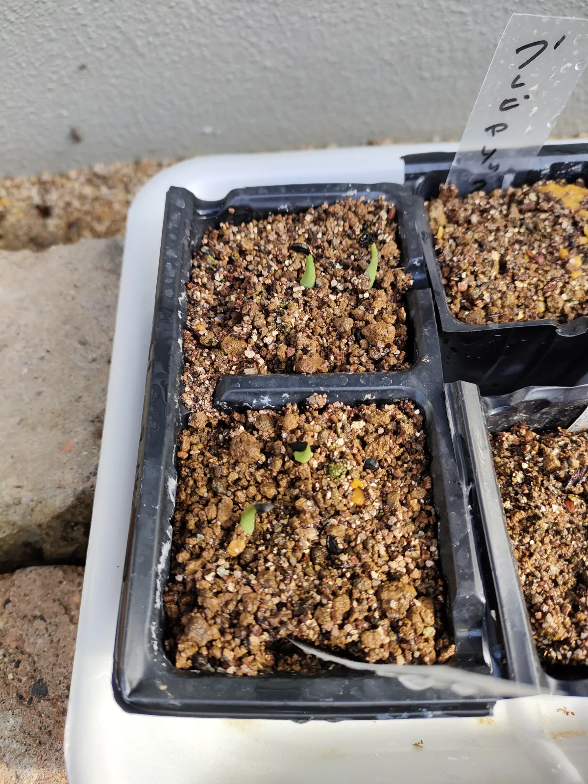 Agave striata subsp. striata Blue Dwarf (アガベ ストリアータ ブルードワーフ)