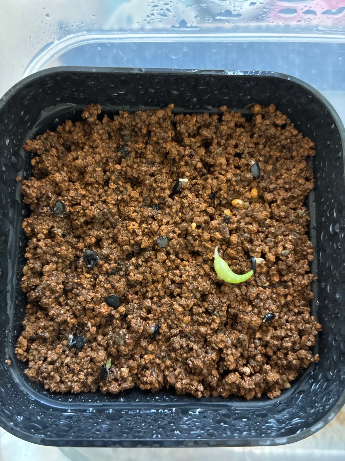 Agave oteroi (アガベ オテロイ)