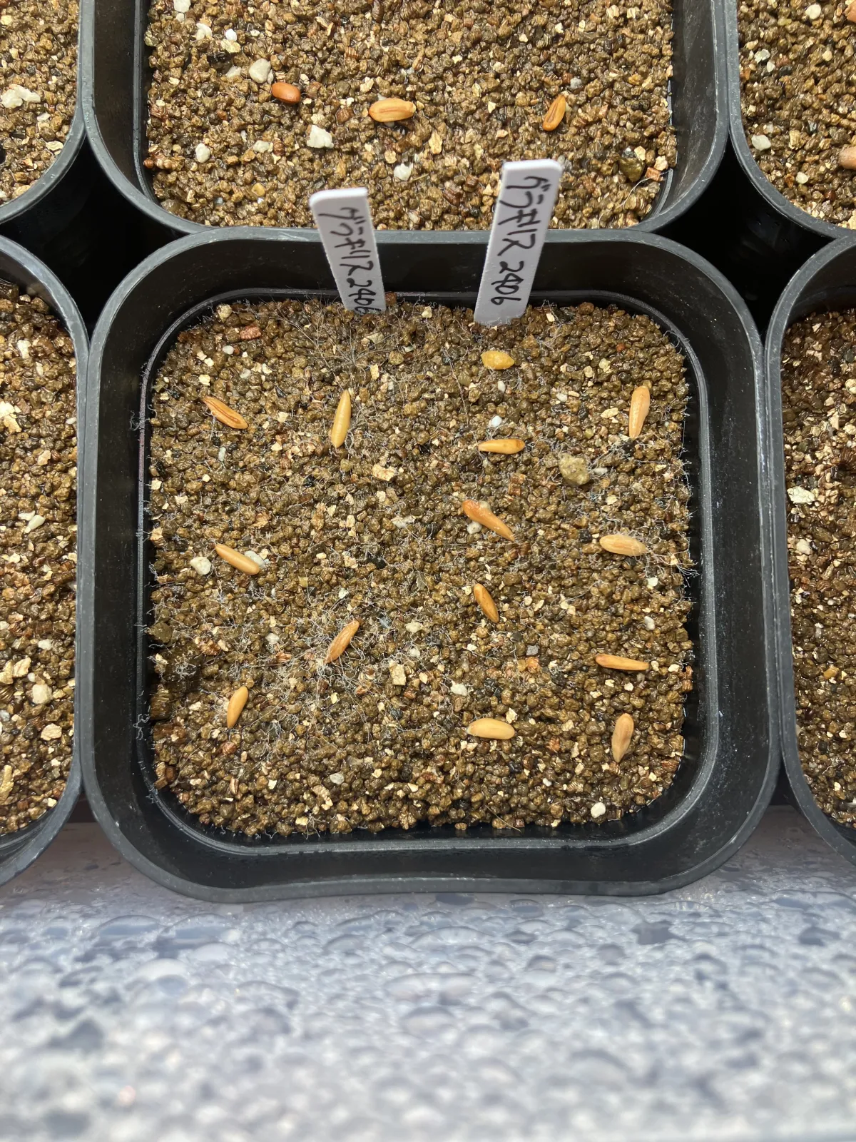 [無料種子] 発芽難 パキポディウム グラキリス　 Pachypodium rosulatum var. gracilius