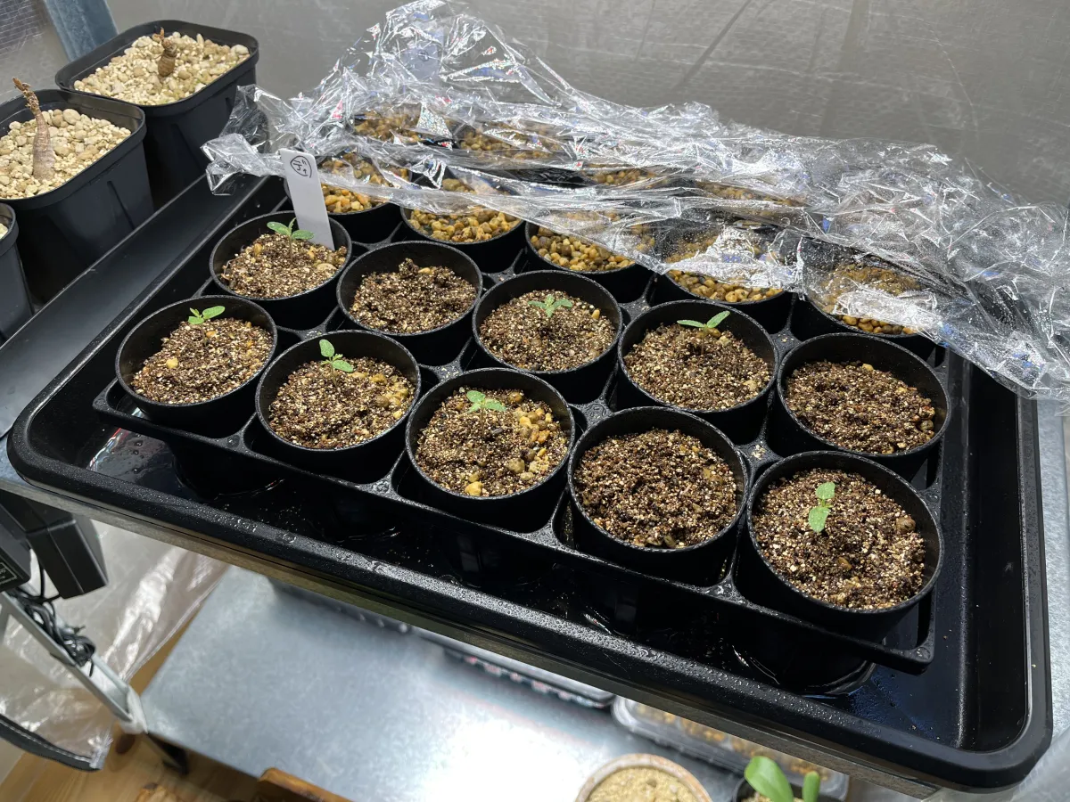 Pachycormus discolor (パキコルムス ディスカラー)