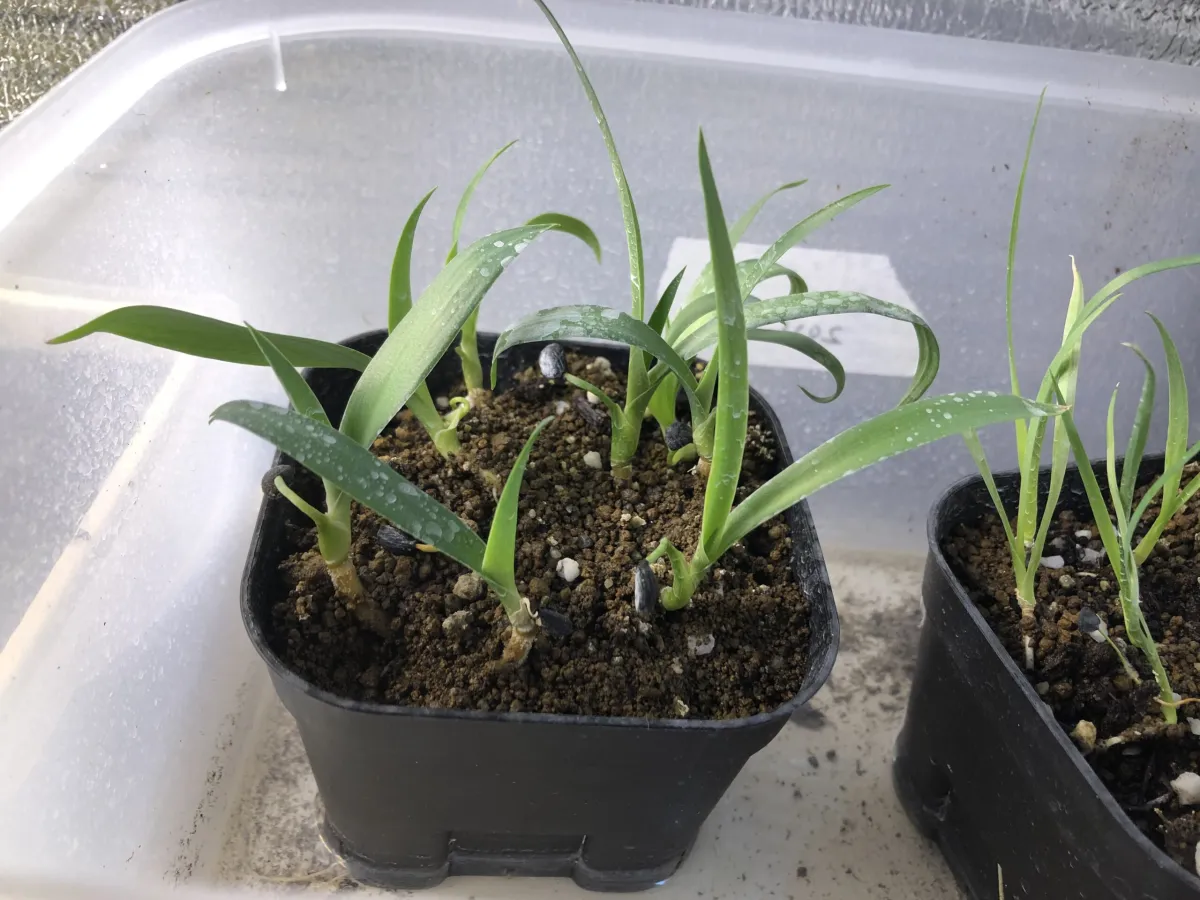 Yucca filifera (ユッカ フィリフェラ)