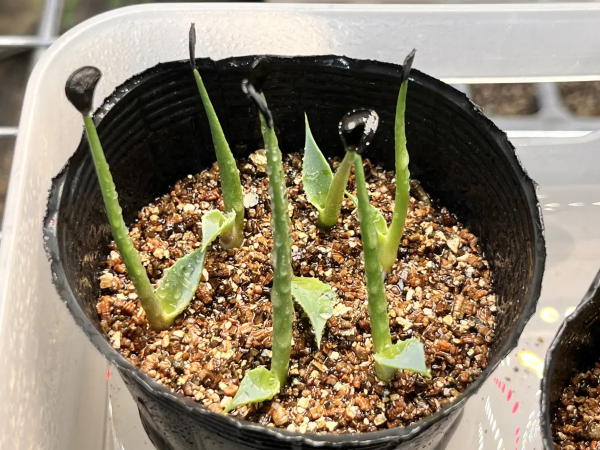 Agave shrevei ssp. matapensis (アガベ シュリベイマタペンシス)