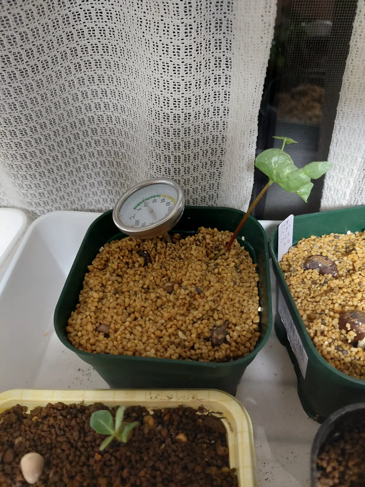 Commiphora hyphaenoides sp. tulear (コミフォラ ヒファエノイデス)