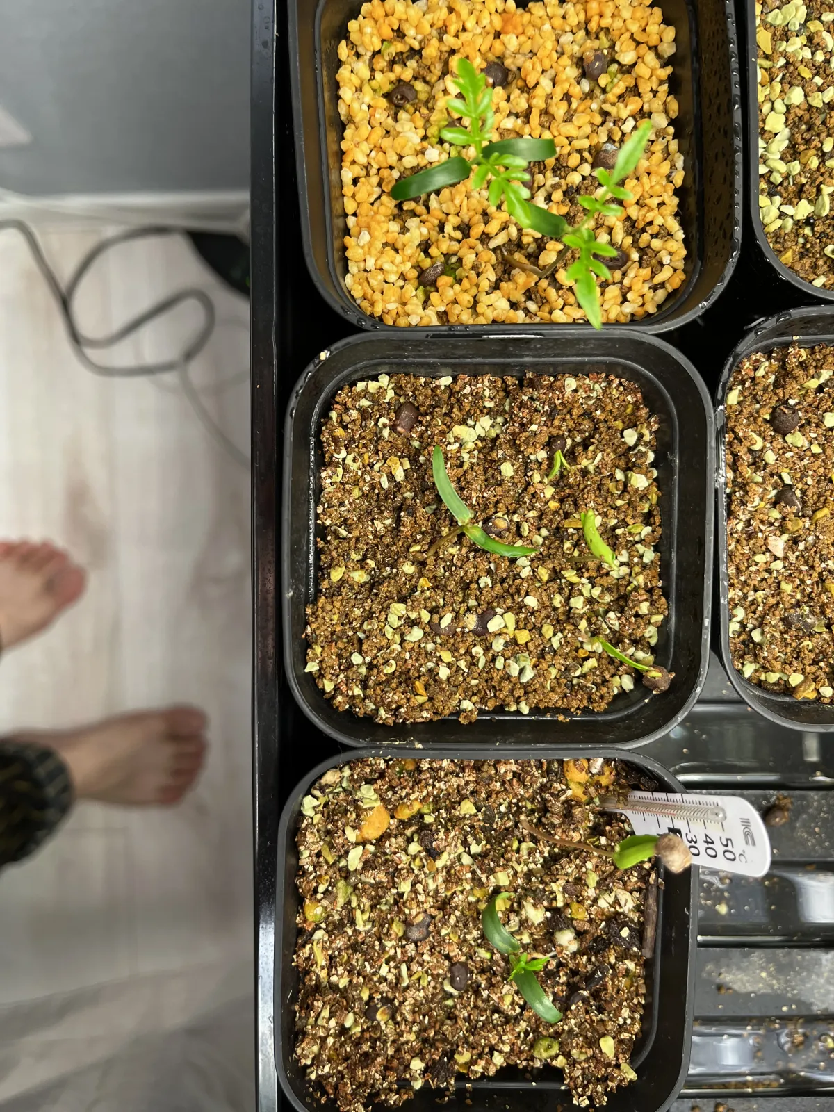 Operculicarya pachypus (オペルクリカリア パキプス)