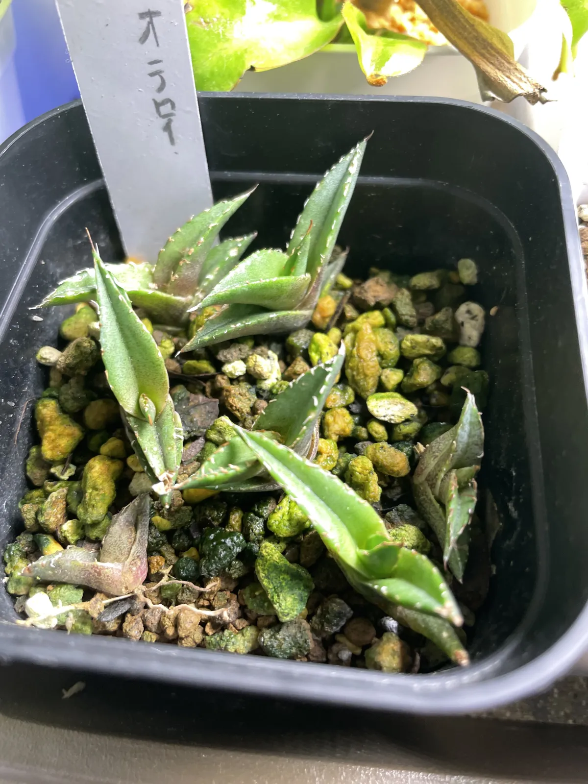 Agave oteroi (アガベ オテロイ)