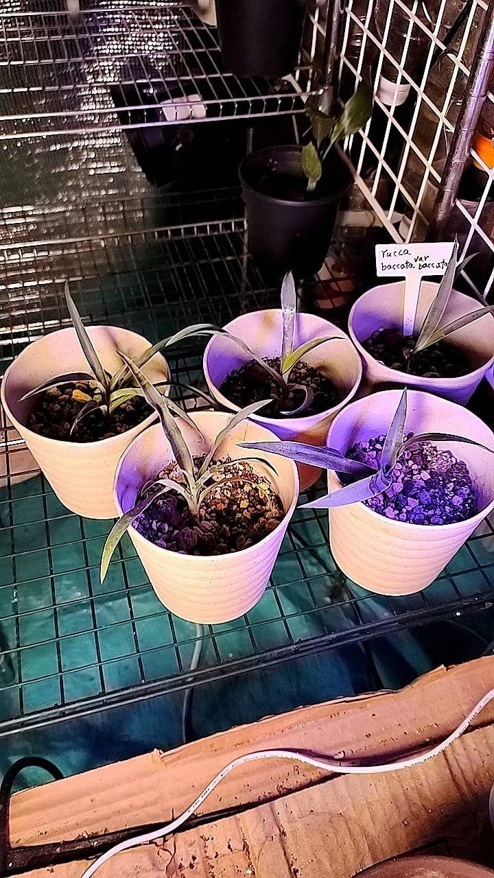 Nolina brevifolia (ノリナ ブレビフォリア)