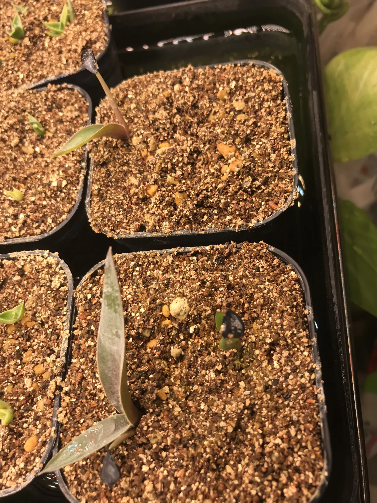 Agave angustifolia (アガベ アンガスティフォリア)