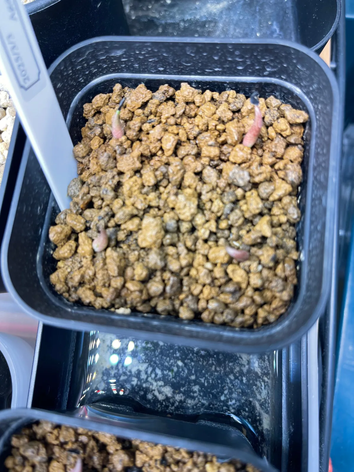 Agave oteroi (アガベ オテロイ)