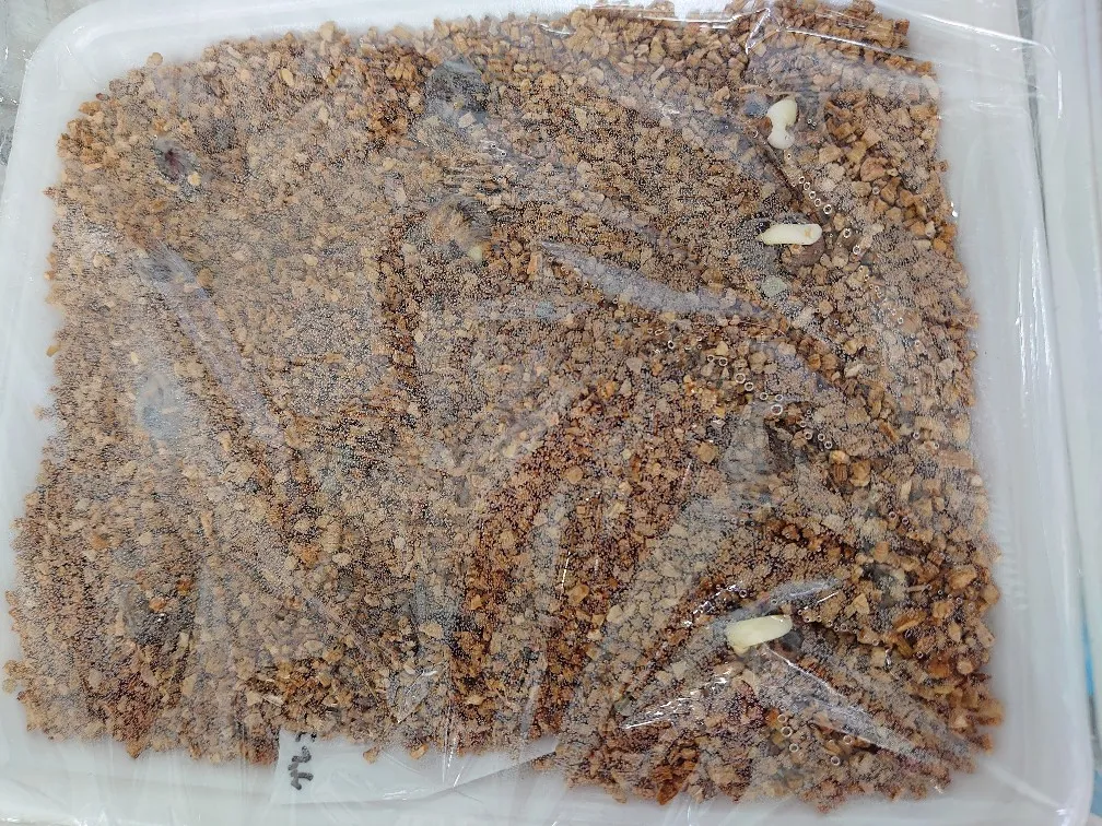 Adansonia gregorii (アダンソニア（バオバブ）グレゴリー)