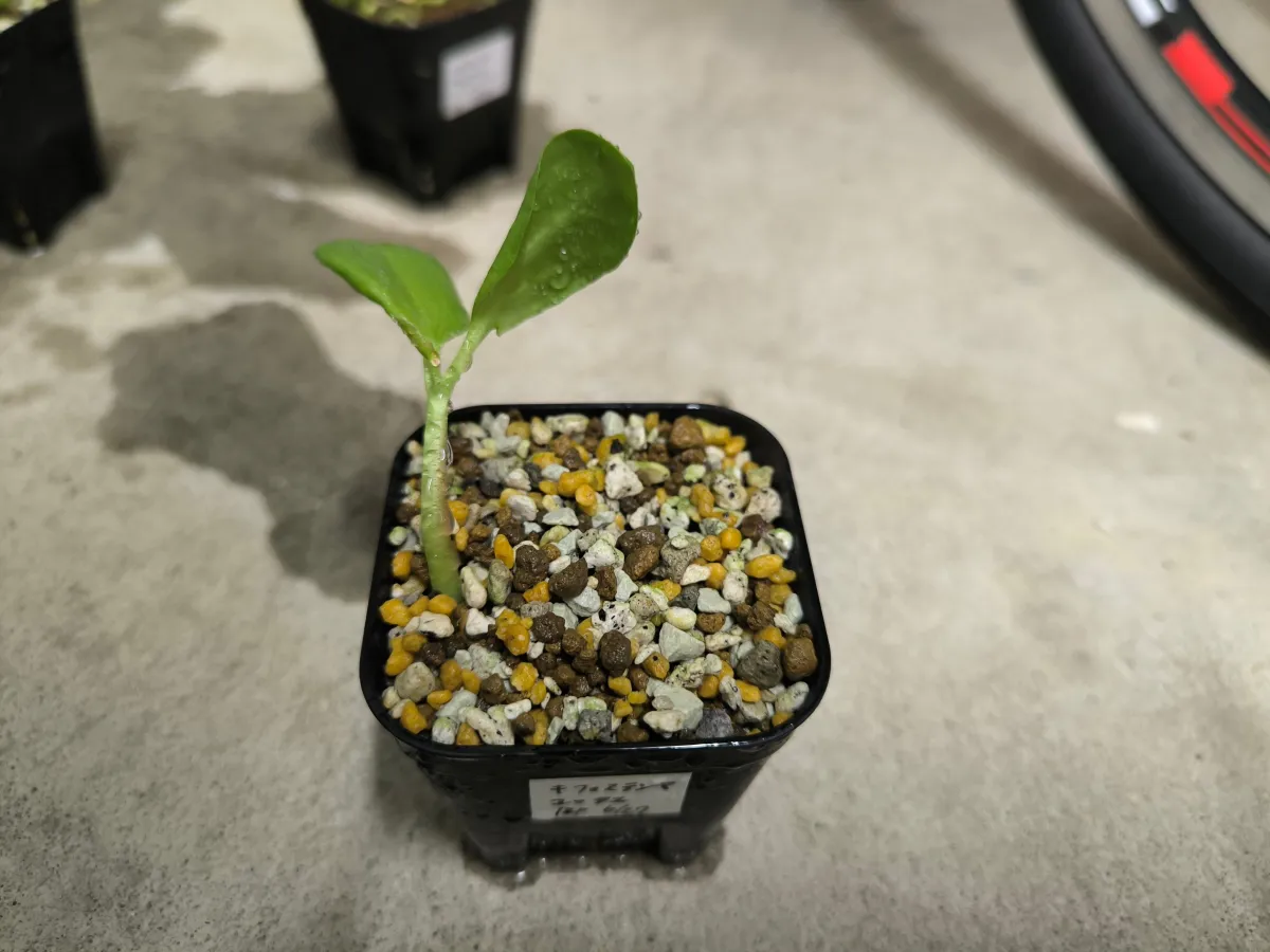 Cyphostemma juttae (キフォステンマ ユッタエ)