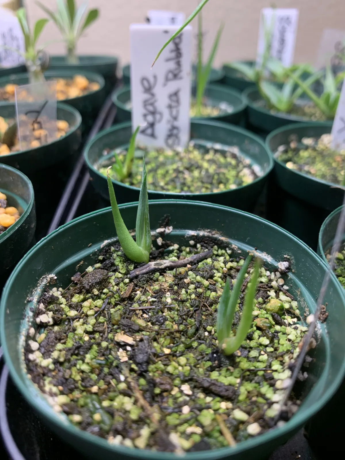 Agave stricta rubra (アガベ ストリクタ ルブラ)