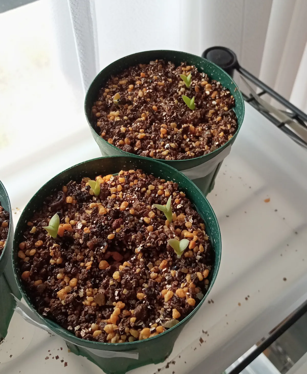 Pilosocereus chrysacanthus (ピロソケレウス クリサカンサス)