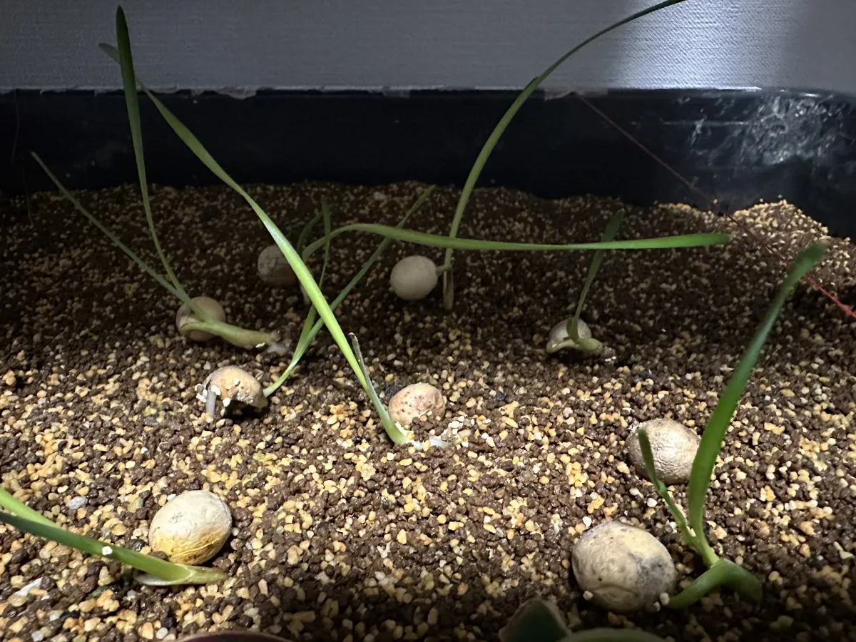 [無料種子] ブーファン ディスティカ Boophone disticha 状態難