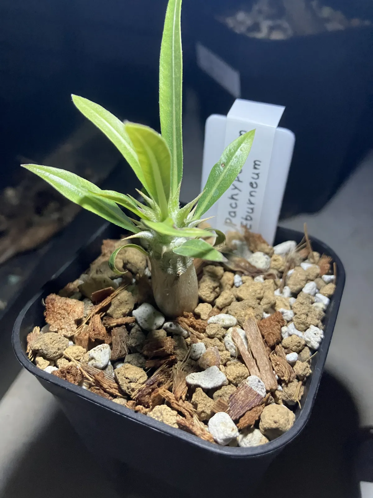 Pachypodium rosulatum var. eburneum (パキポディウム エブレネウム)