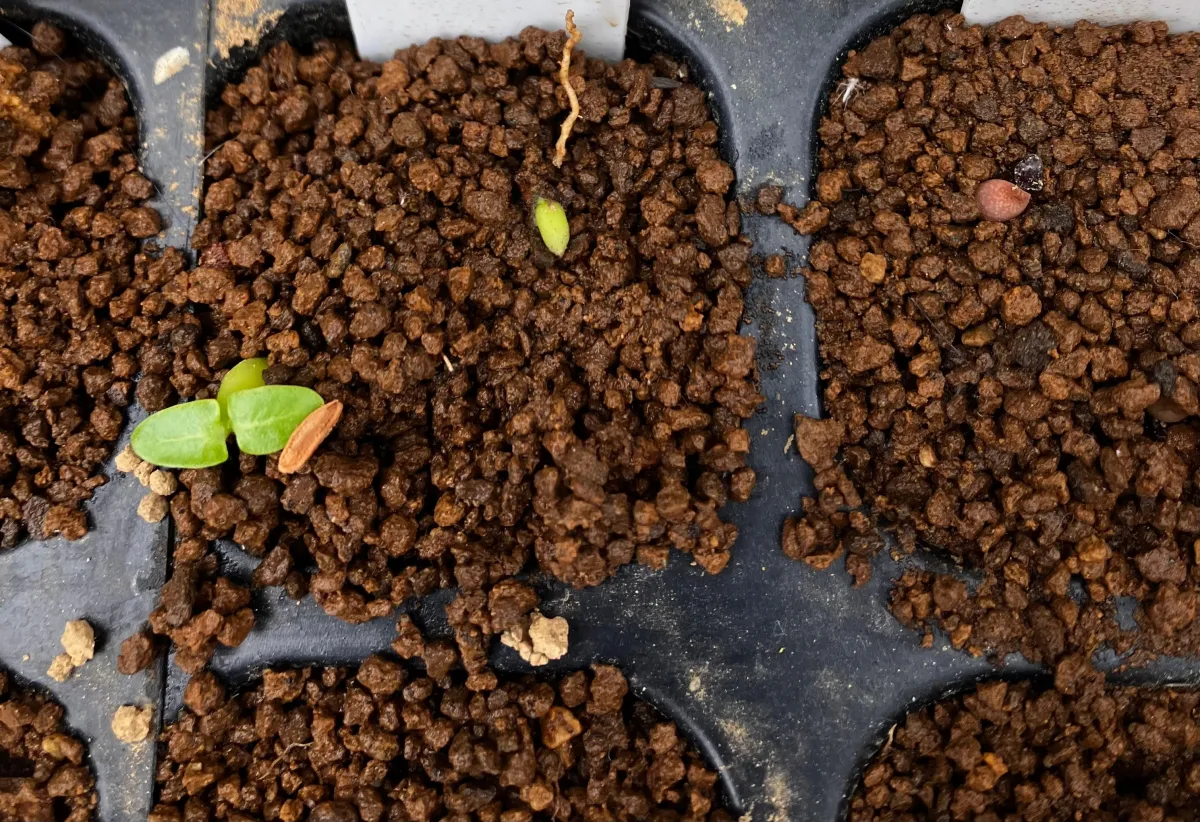 Pachypodium brevicaule (パキポディウム ブレビカウレ（長茎） ())