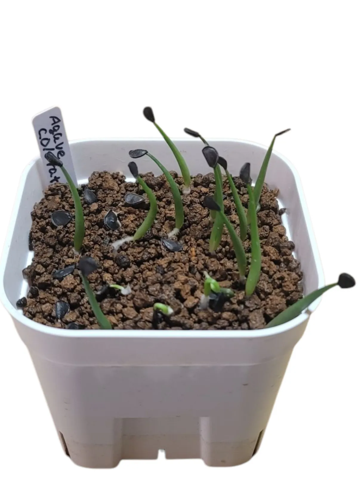 Agave colorata Mescal Ceniza (アガベ コロラータ)