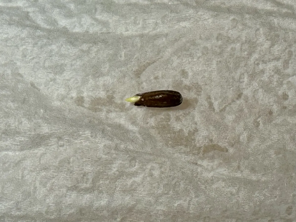 Senna meridionalis (センナ メリディオナリス)