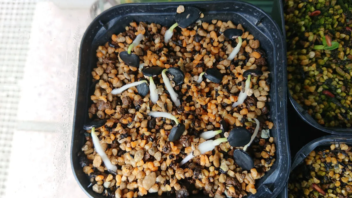 Yucca brevifolia (ユッカ ブレビフォリア)