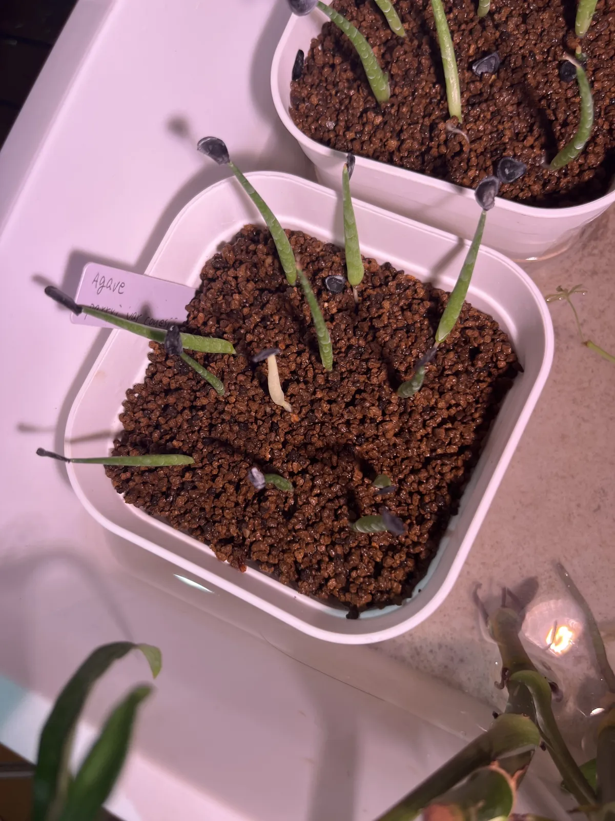 Agave parryi var. couesii (アガベ コウエシー)