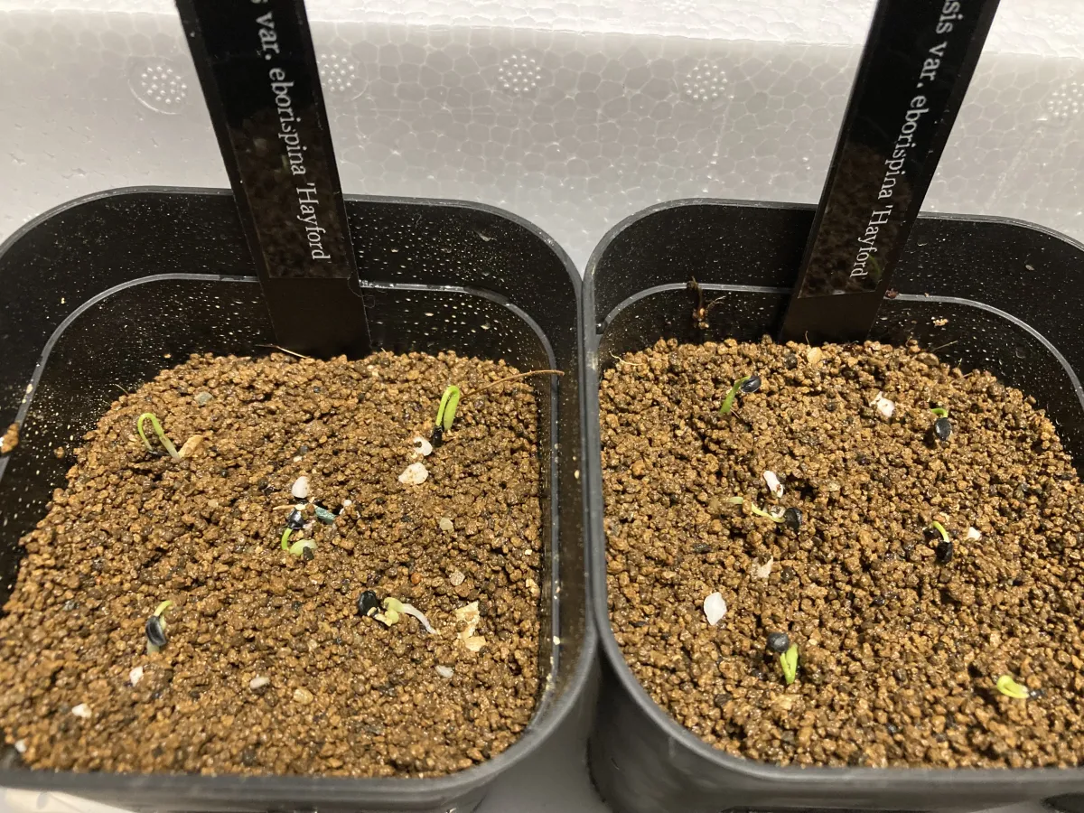 Agave utahensis var. eborispina 'Hayford' (アガベ エボリスピナ ヘイフォード)