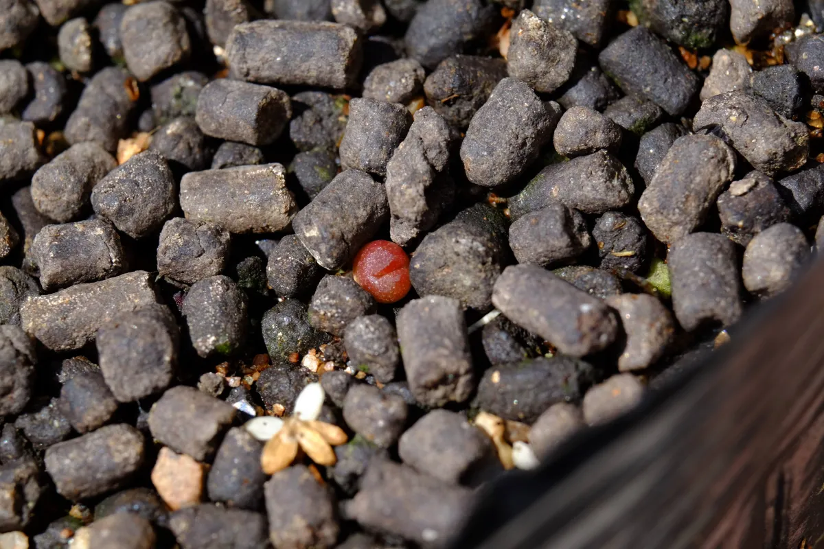 Ariocarpus fissuratus var. hintonii (アリオカルプス ヒントニー 亀甲牡丹)