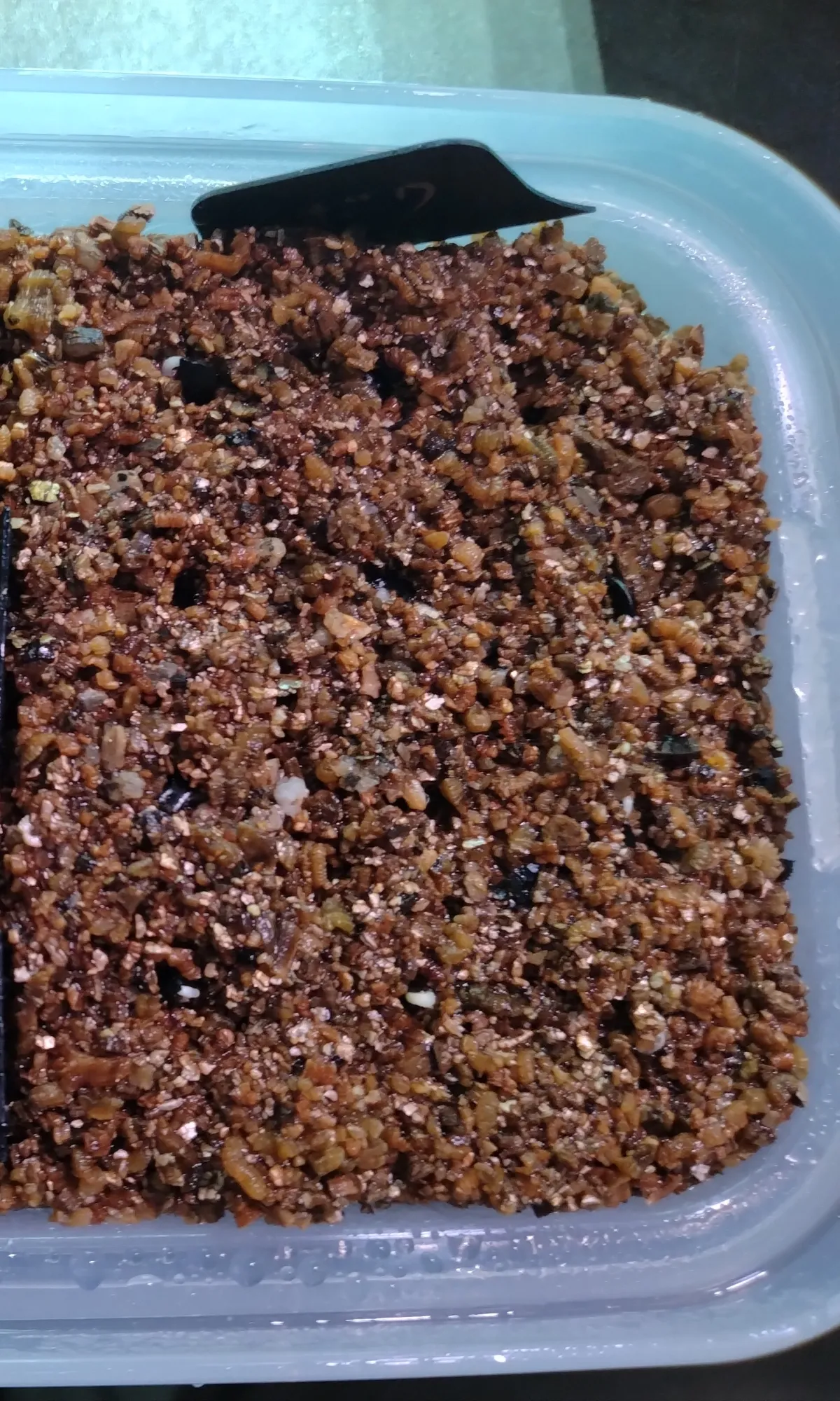 Agave utahensis var. eborispina 'Hayford' (アガベ エボリスピナ ヘイフォード)