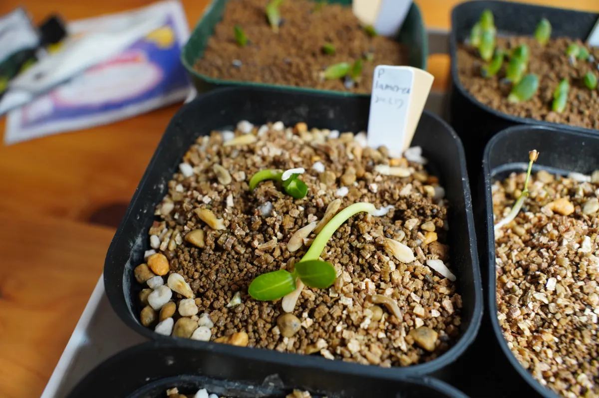 Pachypodium lamerei (パキポディウム ラメレイ 夢叶棒)