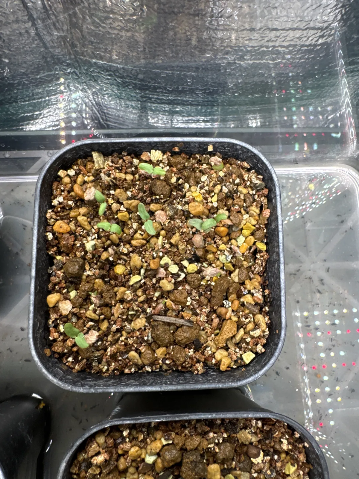 Pachycormus discolor (パキコルムス ディスカラー)