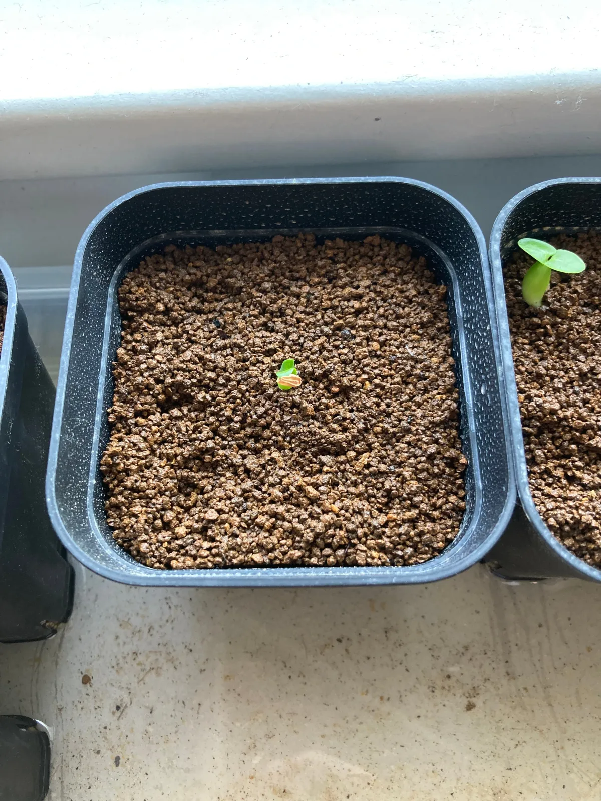 Pachypodium densiflorum var. densiflorum (パキポディウム デンシフローラム)