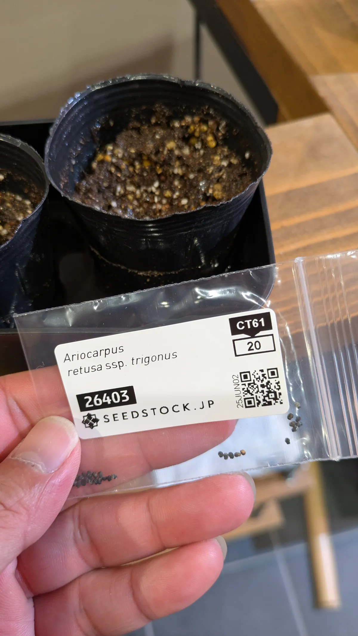 Ariocarpus trigonus subsp. trigonus (アリオカルプス トリゴナス)