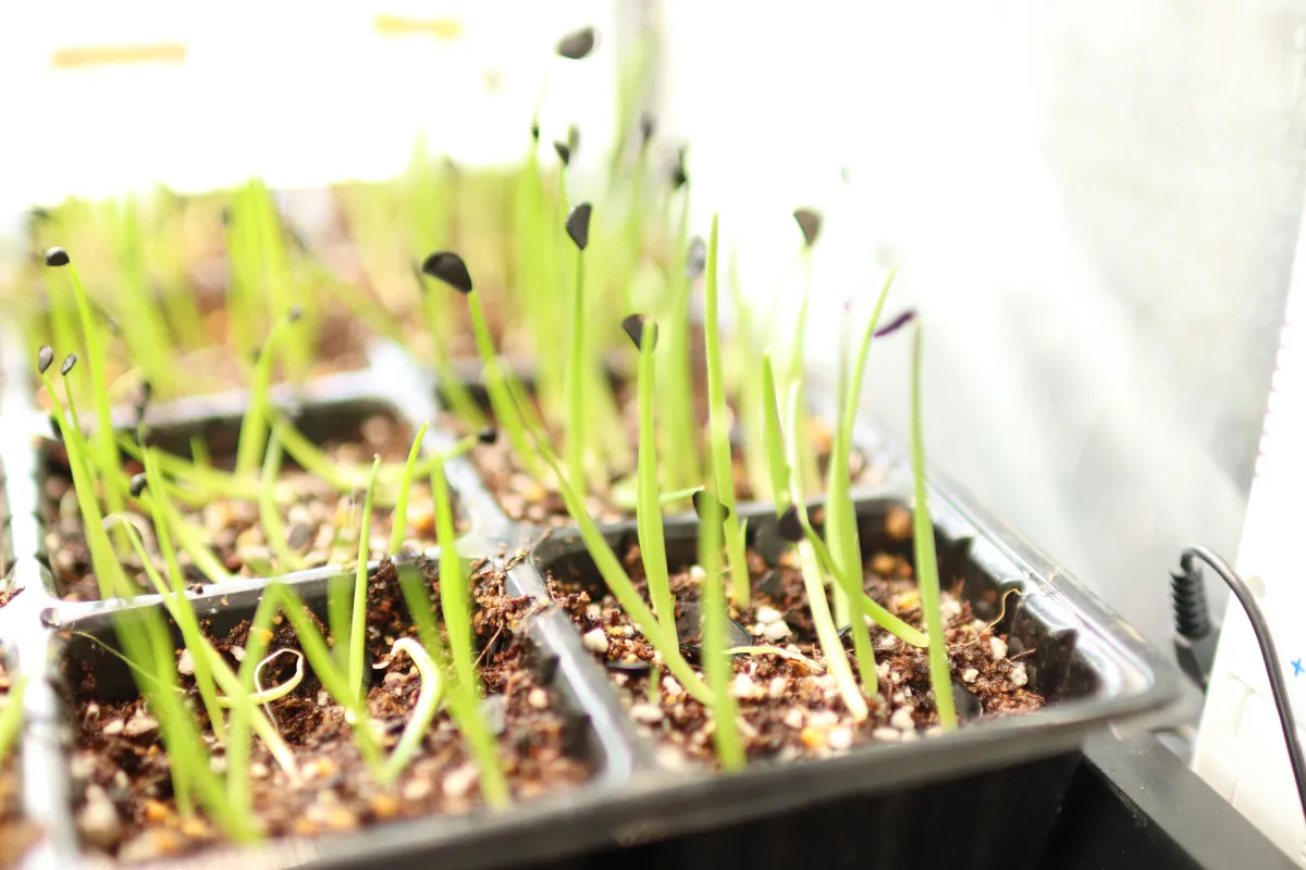 Agave parryi subsp. parryi (アガベ パリー)