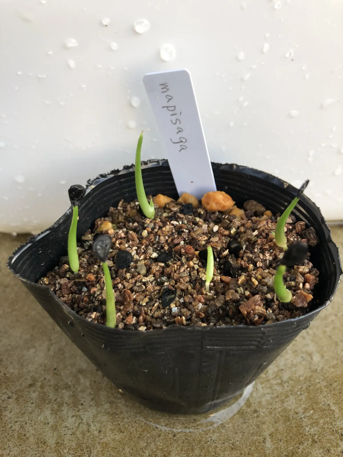 Agave mapisaga (アガベ マピサガ)